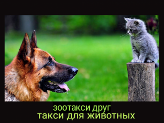 Зоотакси Москва, такси для собак