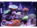 morskoi-akvarium-izgotovlenie-po-vasim-razmeram-small-0