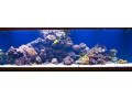 morskoi-akvarium-izgotovlenie-po-vasim-razmeram-small-2