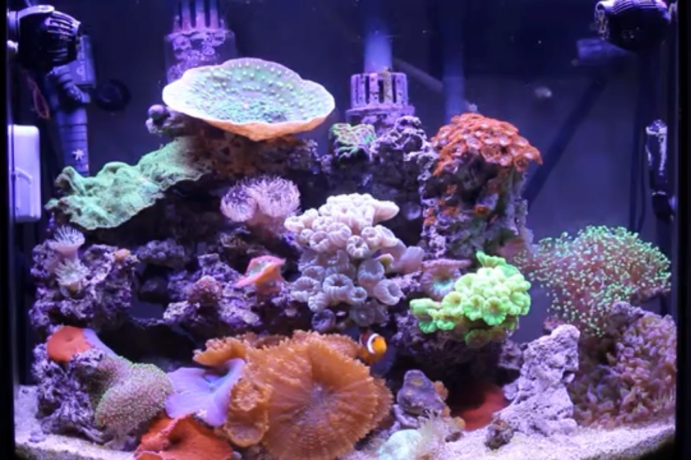 morskoi-akvarium-izgotovlenie-po-vasim-razmeram-big-0