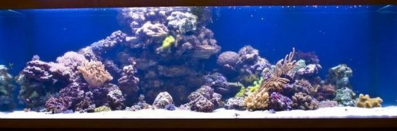 morskoi-akvarium-izgotovlenie-po-vasim-razmeram-big-2