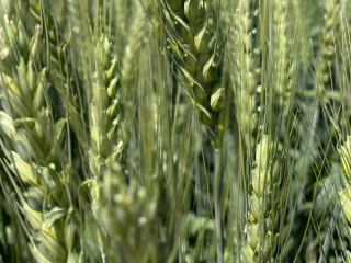 Семена  пшеницы озимой купить Аксинья Амбар Аскет Вольница Вольный