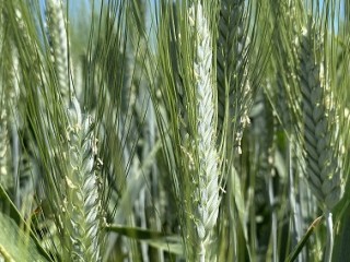 Семена пшеницы озимой твердой купить Агат Донской Амазонка Одари Юбилярка Яхонт