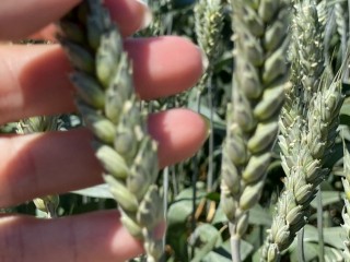 Семена пшеницы озимой продаю Агрофак100  Алексеич